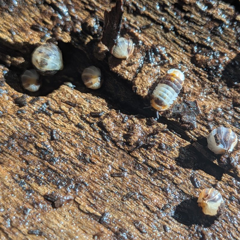 Cubaris sp. "White Shark" 12cnt