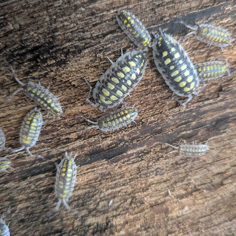 Porcellio haasi "High Yellow" 12cnt