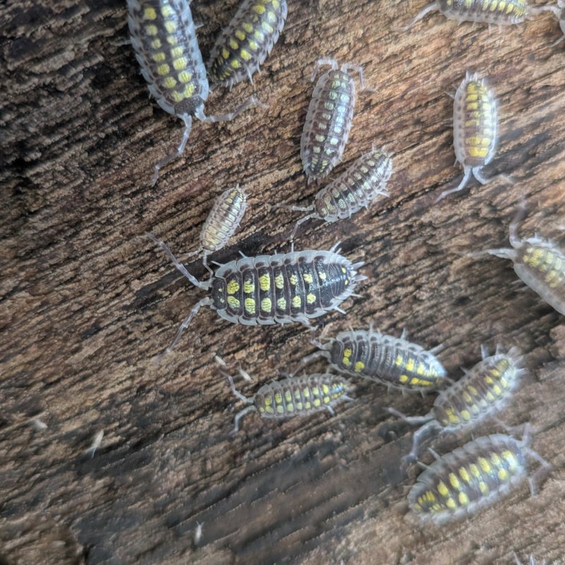 Porcellio haasi "High Yellow" 12cnt