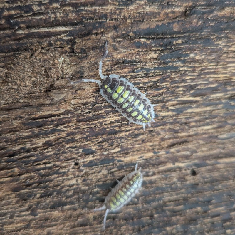 Porcellio haasi "High Yellow" 12cnt