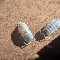 Porcellio ornatus "Witches Brew" 12cnt