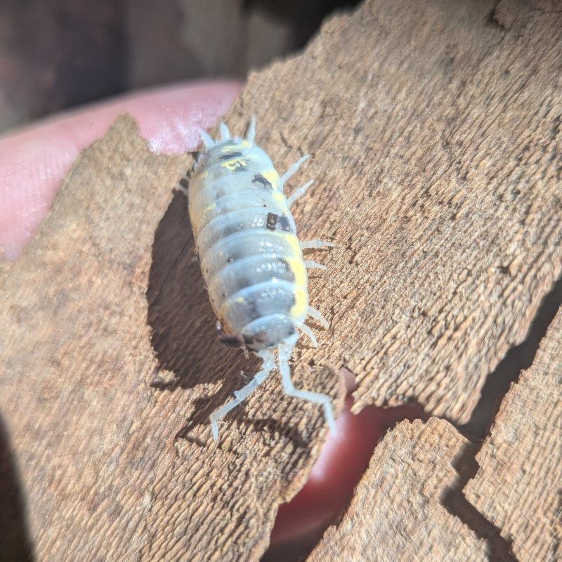 Porcellio ornatus "Witches Brew" 12cnt