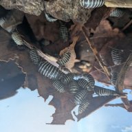 Armadillidium maculatum 12cnt