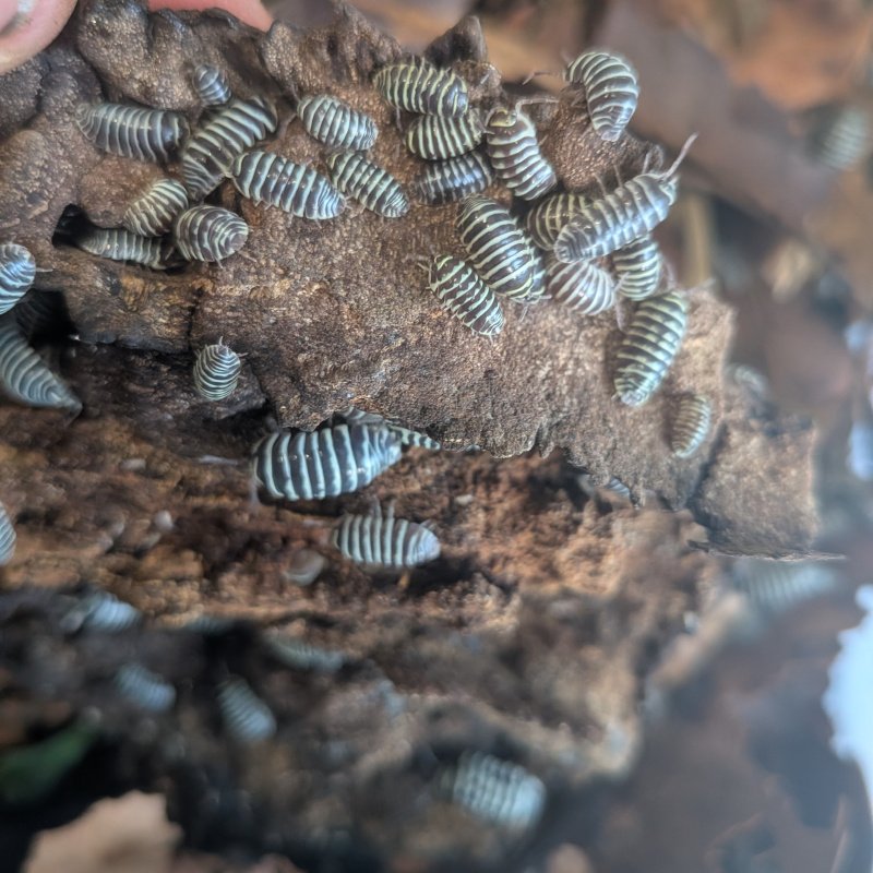 Armadillidium maculatum 12cnt