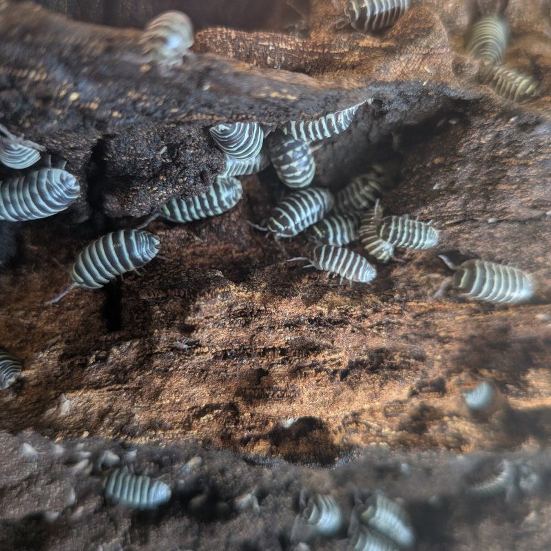 Armadillidium maculatum 12cnt