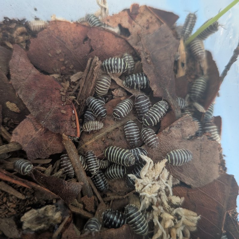 Armadillidium maculatum 12cnt