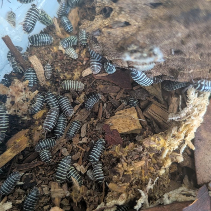 Armadillidium maculatum 12cnt