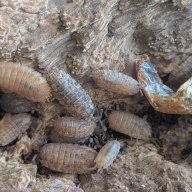 Porcellio scaber "Orins Calico" 12cnt