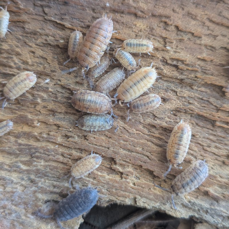 Porcellio scaber "Orins Calico" 12cnt