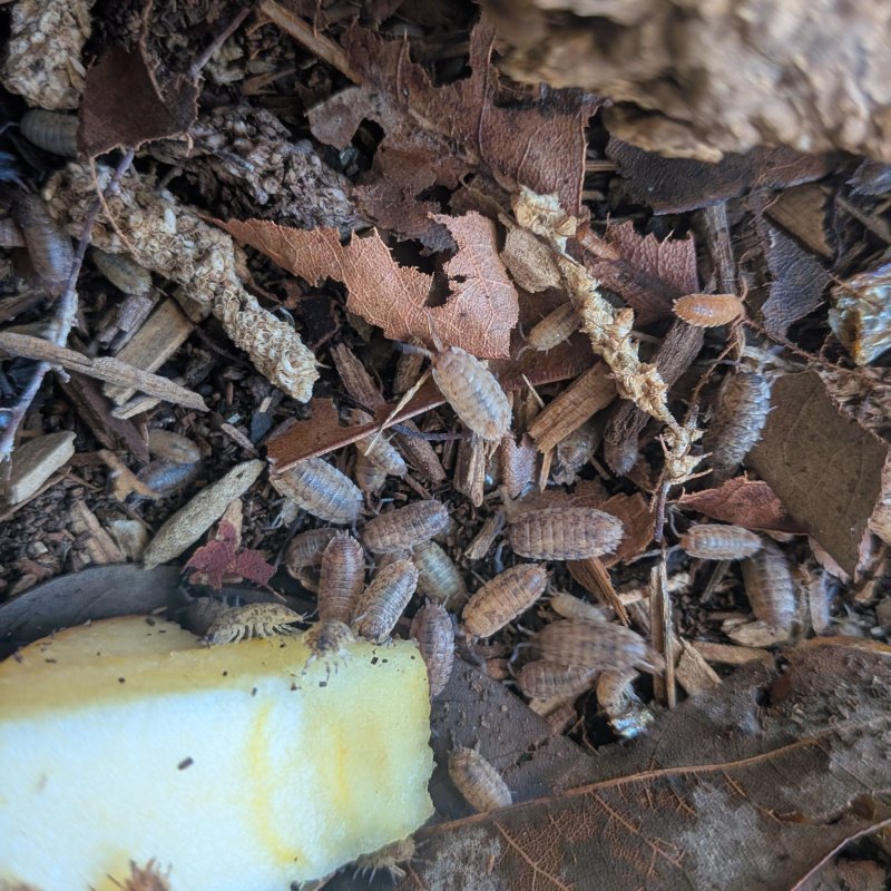Porcellio scaber "Orins Calico" 12cnt