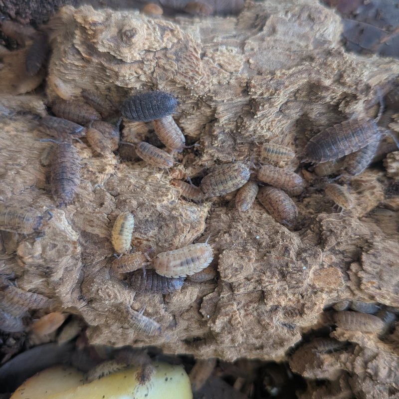 Porcellio scaber "Orins Calico" 12cnt