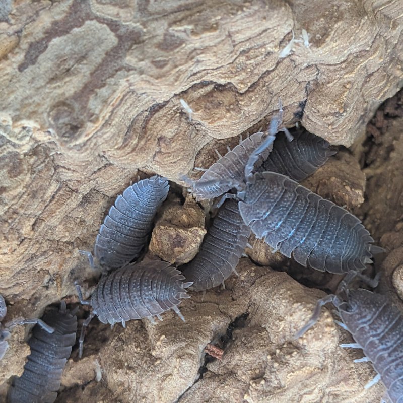 Porcellio echinatus 12cnt