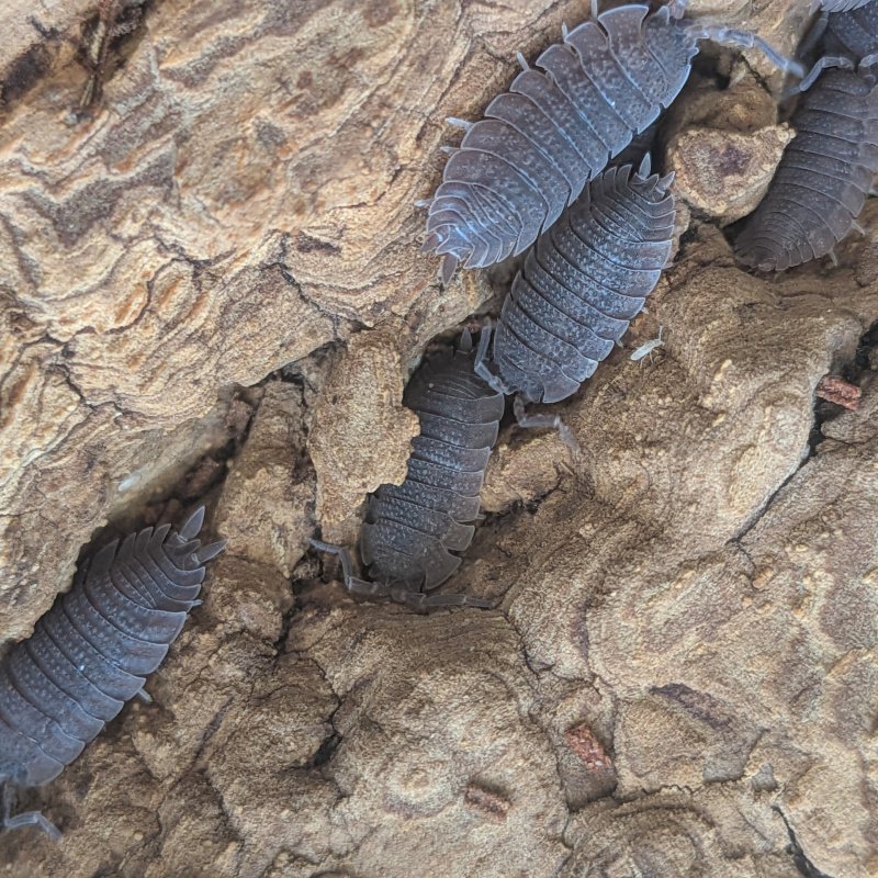 Porcellio echinatus 12cnt