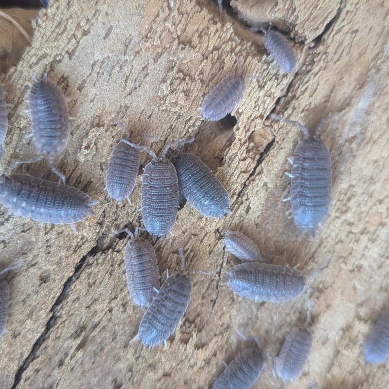 Porcellio echinatus 12cnt