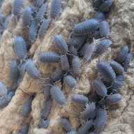 Porcellio echinatus 12cnt