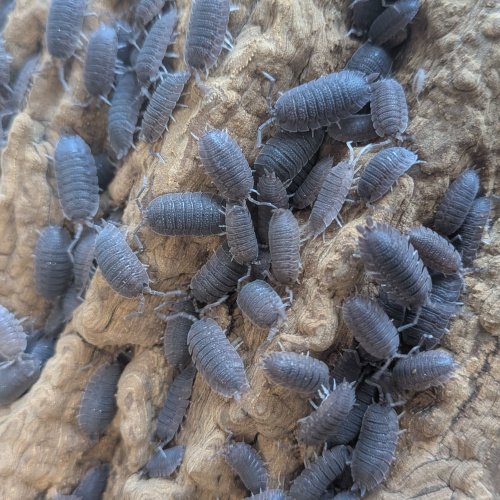 Porcellio echinatus 12cnt