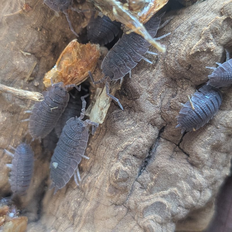 Porcellio echinatus 12cnt