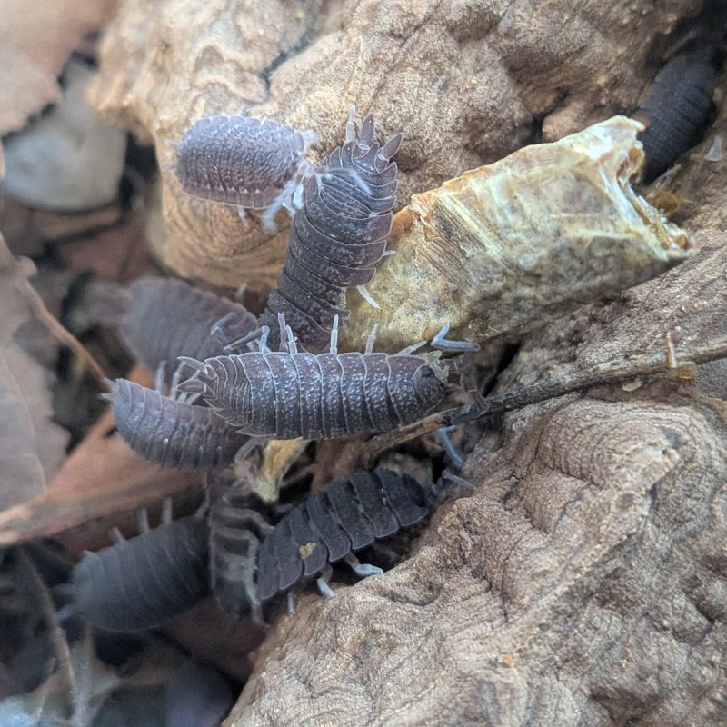 Porcellio echinatus 12cnt