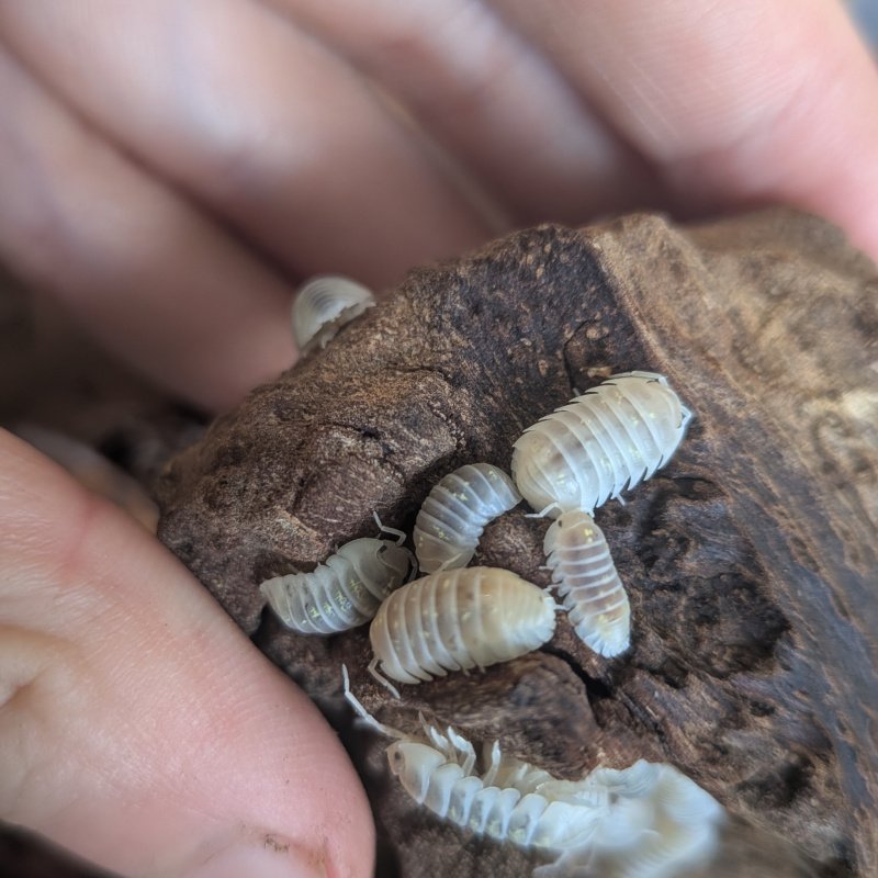 Armadillidium depressum "Magic Potion" 12cnt