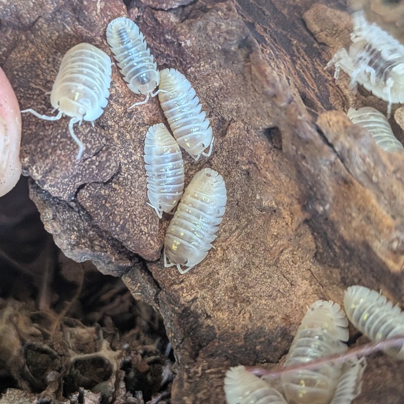 Armadillidium depressum "Magic Potion" 12cnt