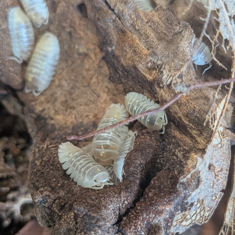 Armadillidium depressum "Magic Potion" 12cnt