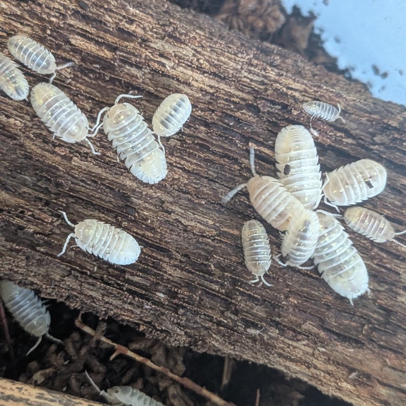 Armadillidium depressum "Magic Potion" 12cnt
