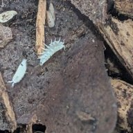 c.f. Platyarthrus aisensis "Fremont, CA" 12cnt