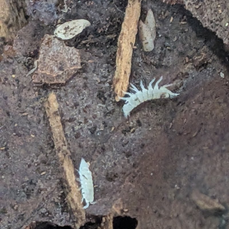c.f. Platyarthrus aisensis "Fremont, CA" 12cnt