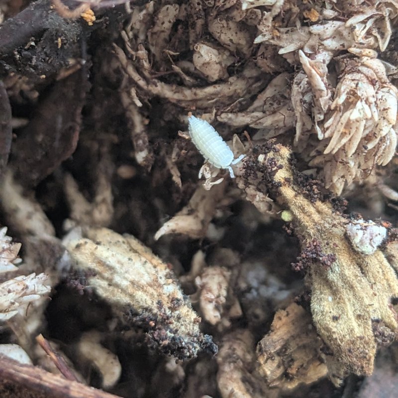 c.f. Platyarthrus aisensis "Fremont, CA" 12cnt
