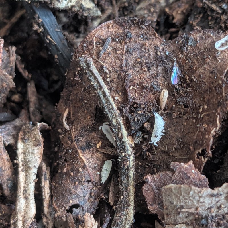 c.f. Platyarthrus aisensis "Fremont, CA" 12cnt
