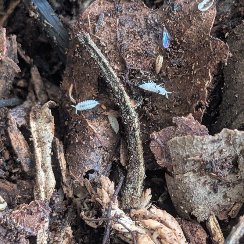 c.f. Platyarthrus aisensis "Fremont, CA" 12cnt
