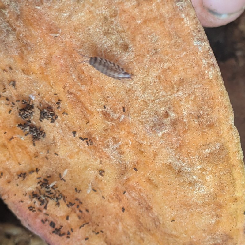 Australophiloscia societatis 12cnt