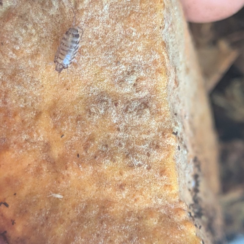 Australophiloscia societatis 12cnt