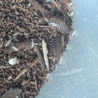 Australophiloscia societatis 12cnt