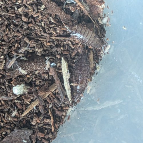 Australophiloscia societatis 12cnt