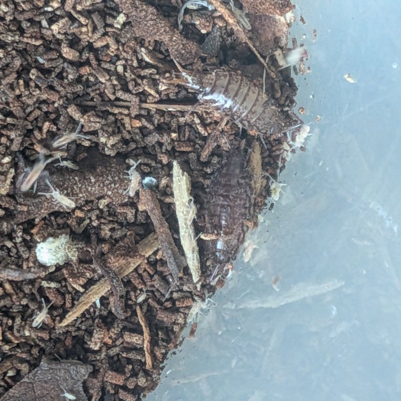 Australophiloscia societatis 12cnt