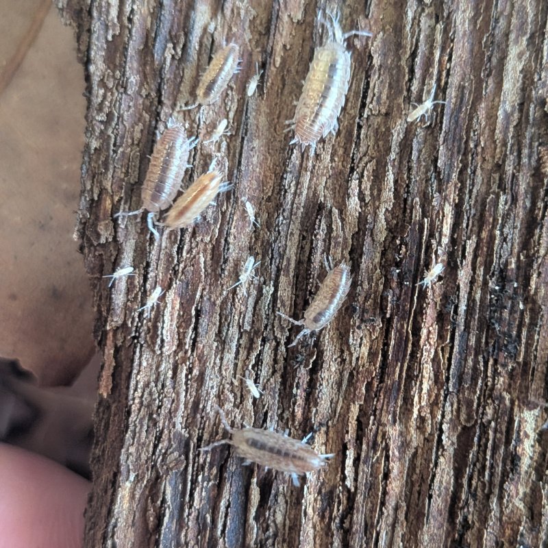 Niambia capensis 12cnt