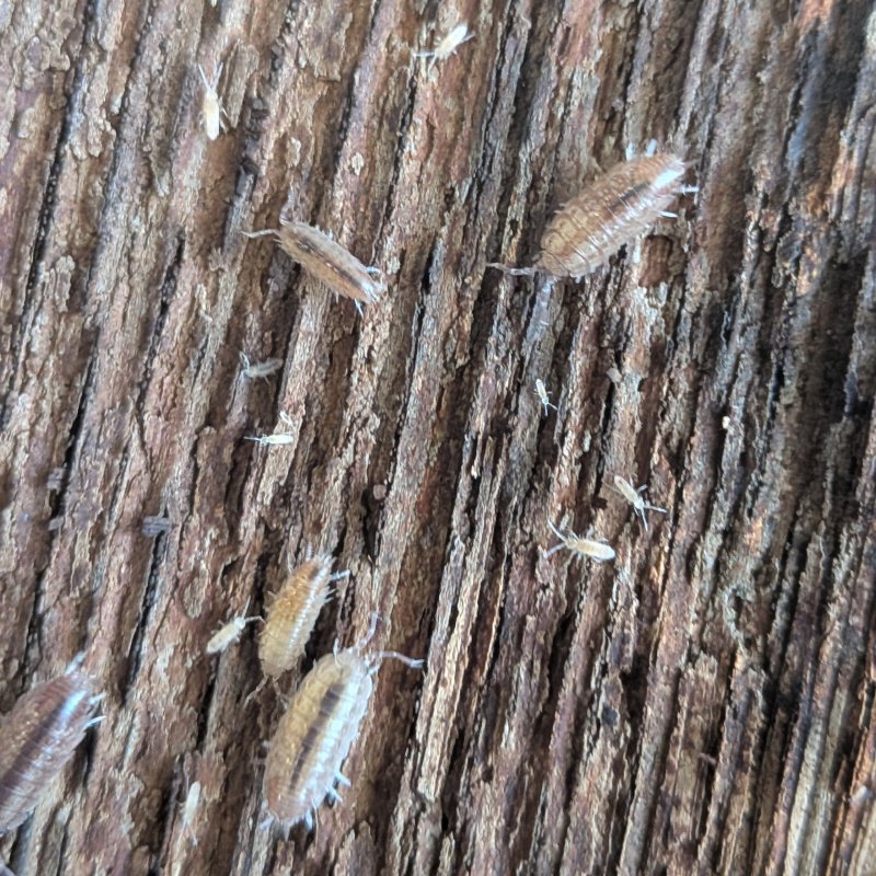 Niambia capensis 12cnt