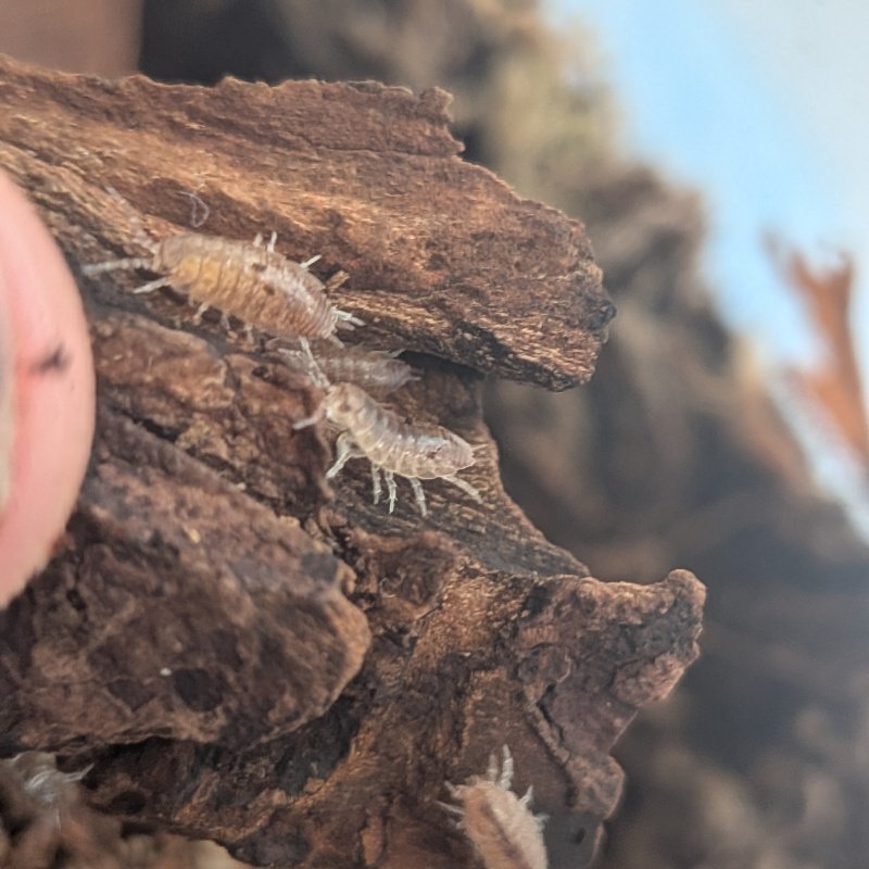 Niambia capensis 12cnt