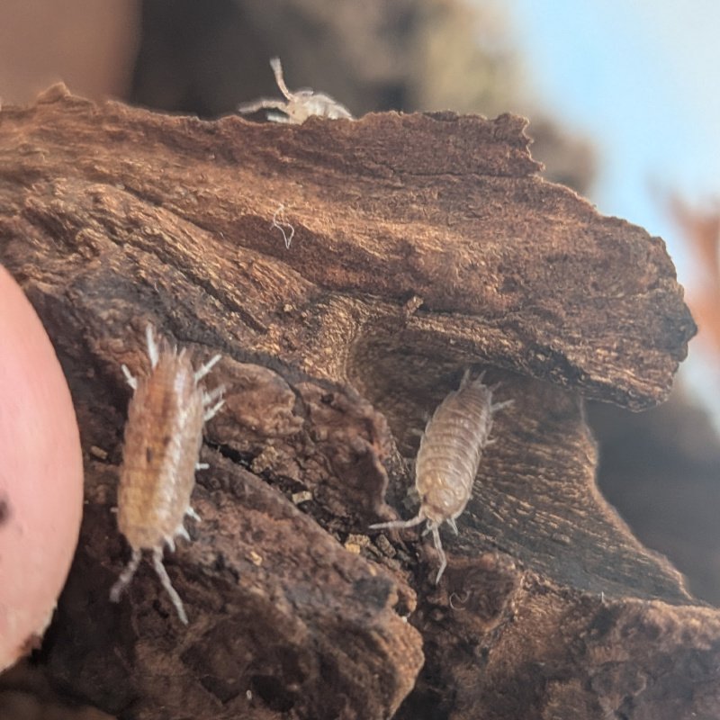 Niambia capensis 12cnt