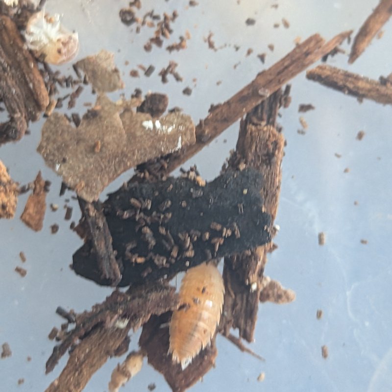 Isopoda "Tarragona" 12cnt