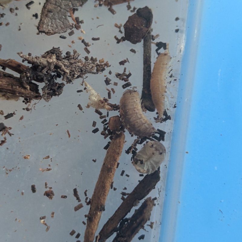 Isopoda "Tarragona" 12cnt