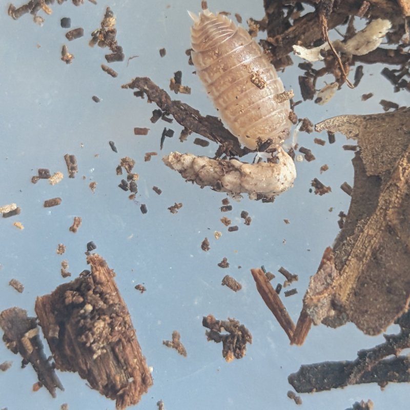 Isopoda "Tarragona" 12cnt