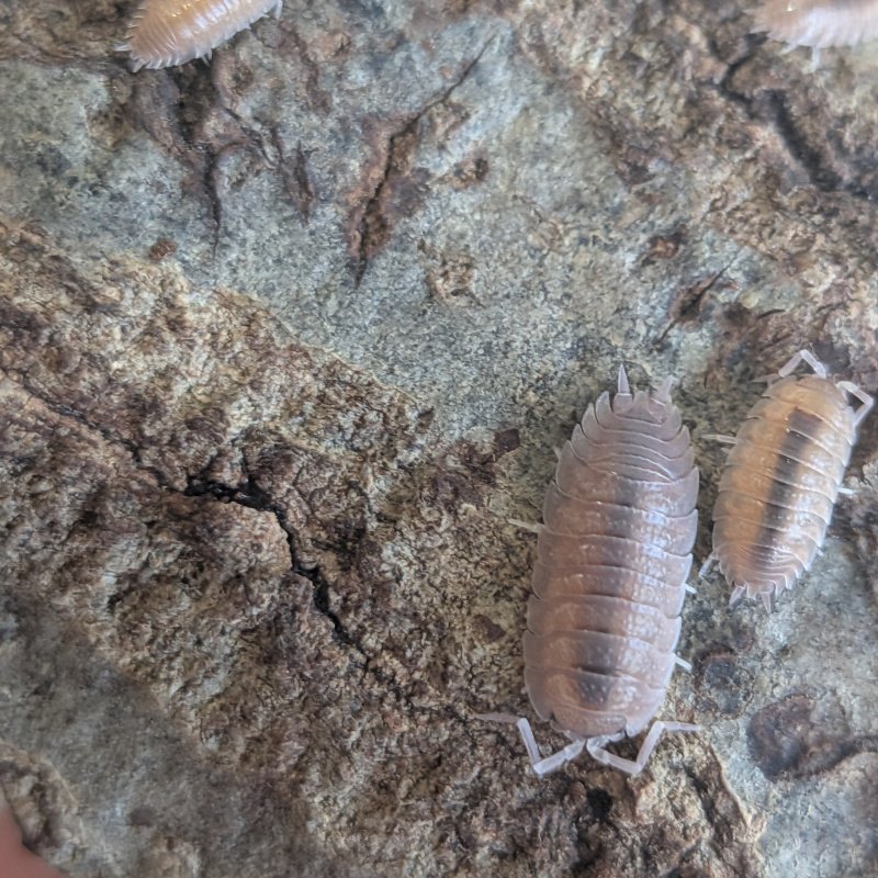 Porcellio incanus 12cnt