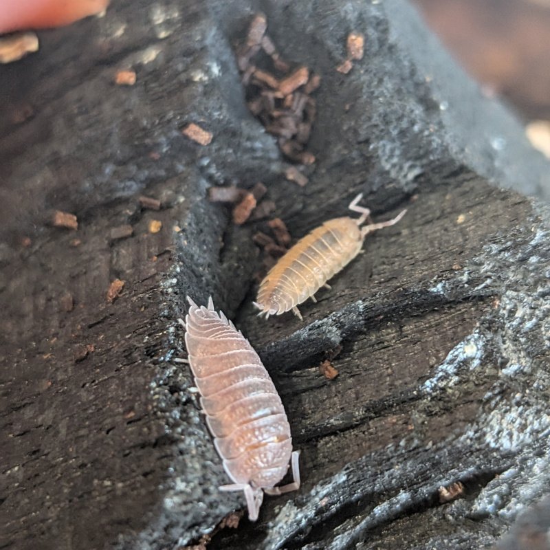 Porcellio incanus 12cnt