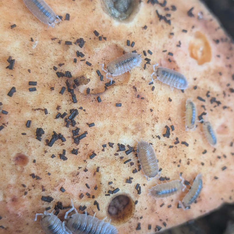 Porcellio incanus 12cnt