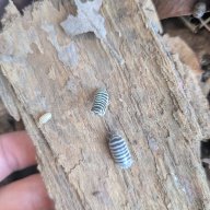 Armadillidium maculatum "OG 2014 import" 12cnt