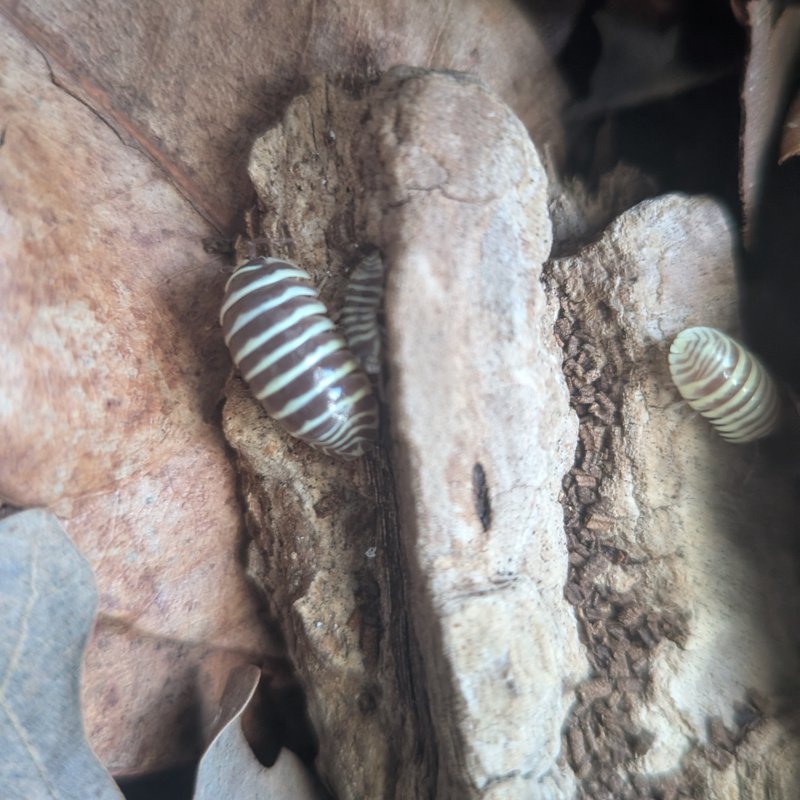 Armadillidium maculatum "OG 2014 import" 12cnt