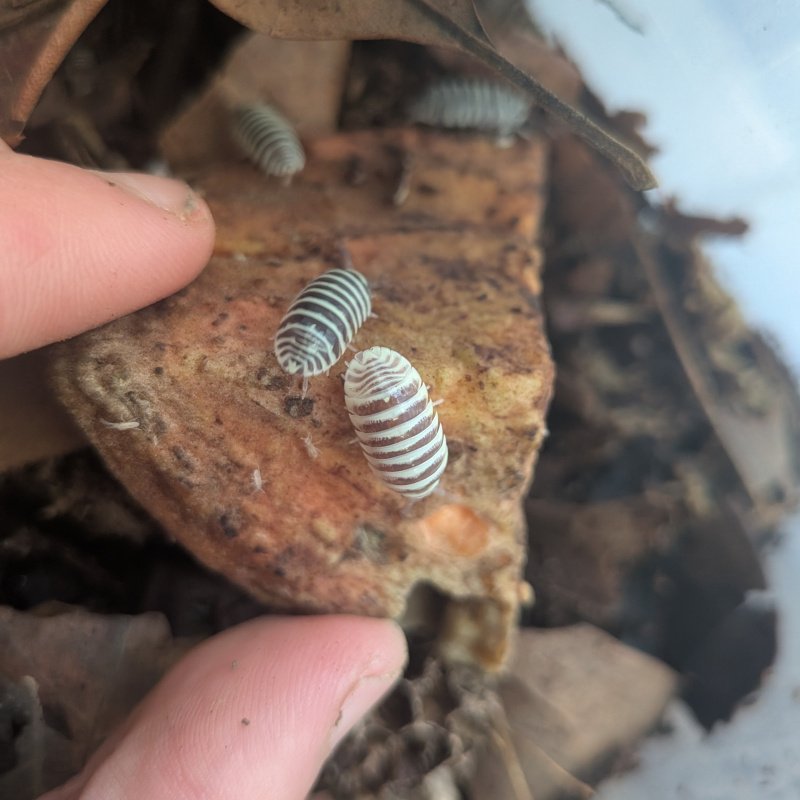 Armadillidium maculatum "OG 2014 import" 12cnt