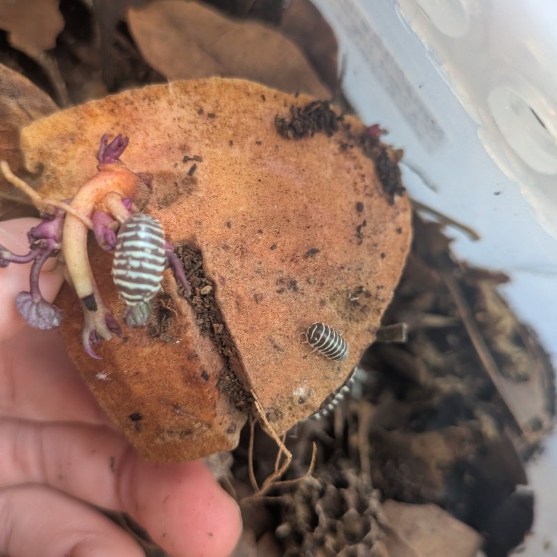 Armadillidium maculatum "OG 2014 import" 12cnt